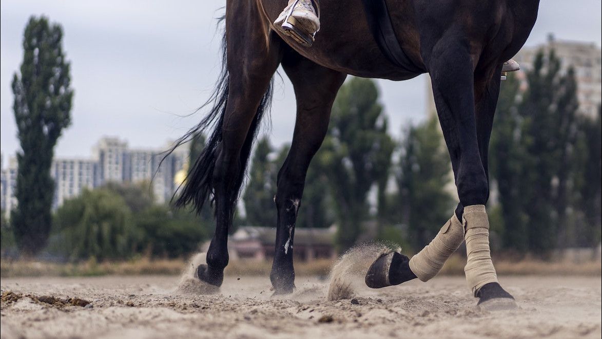 Alasan Kenapa Kuda Harus Memakai Sepatu, Ternyata Mirip dengan Manusia