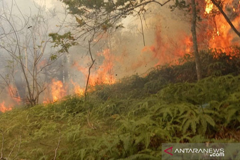 Puluhan Hektare Hutan di Batam Terbakar, Sebabnya Beragam
