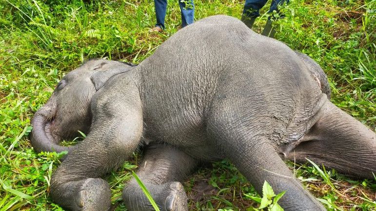 Anak Gajah di Riau Mati Akibat Virus, Wajah Bengkak hingga Pendarahan di Hati