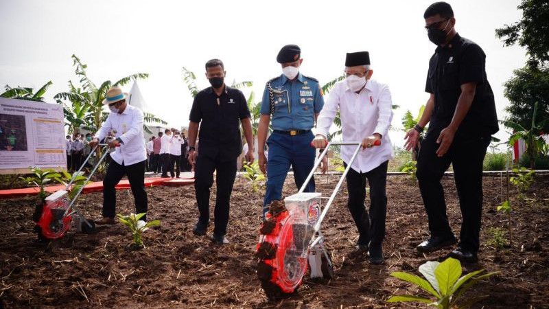 Aksi Wapres Ma'ruf Amin Tanam Jagung dan Kedelai di Jabar, Keren Enggak Sih?