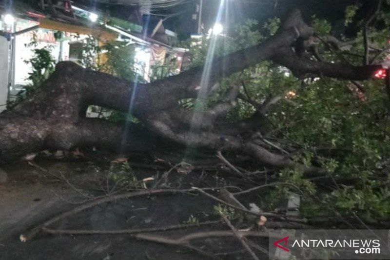 Pohon Tumbang Timpa Pengendara Motor di Jakarta Timur