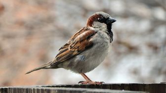 Nama Asli Burung Gereja Dan Alasan Kenapa Tak Ada Burung Masjid Era Id