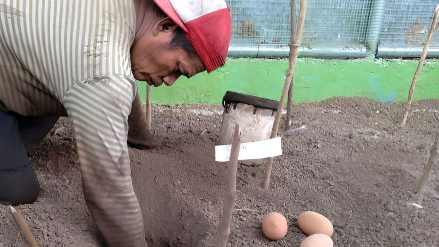Upaya Lestarikan Satwa Langka, PLN Berhasil Tetaskan 9 Telur Burung Maleo di Cagar Alam Dua Saudara