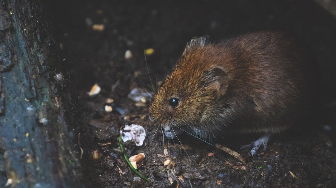 5 Aroma Alami yang Tidak Disukai Tikus untuk Mengusirnya dari Rumah