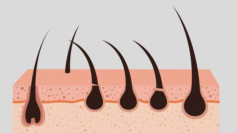 Mengenal Bagian Rambut Manusia dan Struktur Pembantunya, Apa Saja?