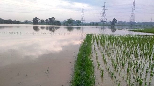 217 Hektare Sawah Terendam Banjir, Petani di Kabupaten Tangerang Rugi hingga Rp344 Juta