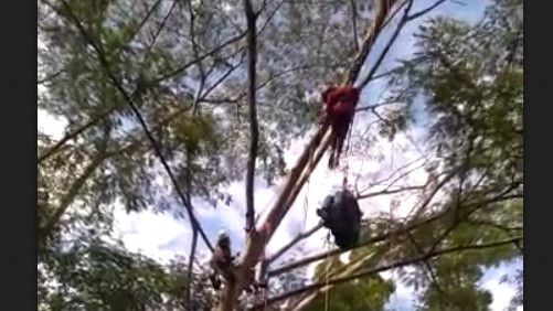 Terbawa Angin, Siswi Paralayang di Puncak Tersangkut Pohon Saat Hendak Mendarat