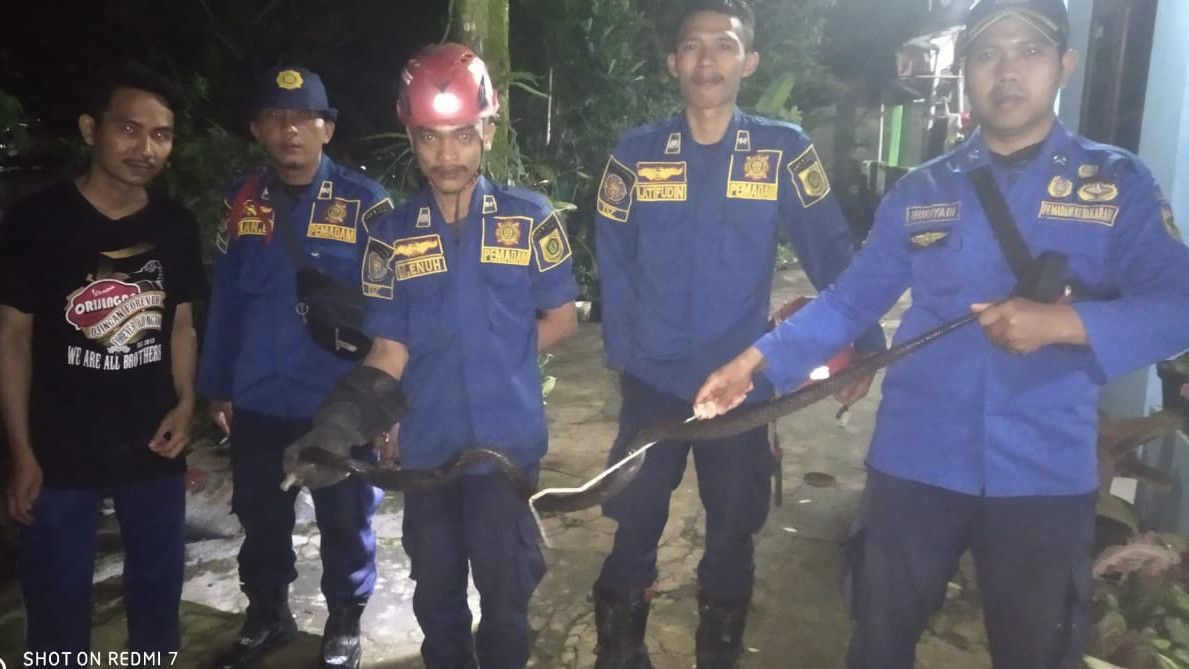 Damkar Evakuasi Ular Kobra di Dapur Rumah Warga di Cibinong Bogor