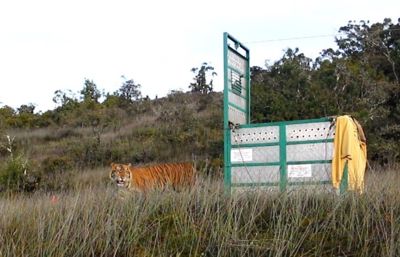 Harimau Bernama Bestie Dilepas di Taman Nasional Leuser Setelah Dijerat Pemburu