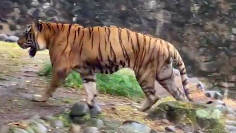 Respons Kabar Makanan Harimau Dibawa Pulang Petugas Ragunan, Pramono: Nggak Benar