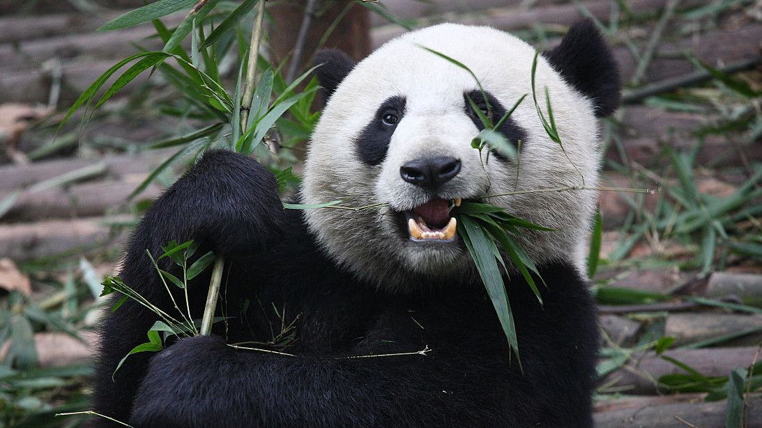 China Kembali Kirim Sepasang Panda Raksasa ke Spanyol Pekan Depan