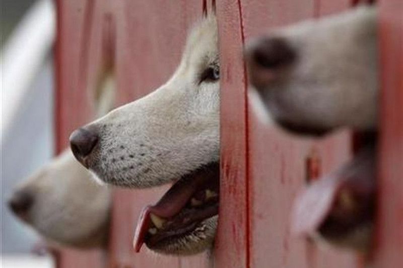 Kejam, Empat Anak di Natuna Bunuh Anjing yang Lewat Depan Masjid secara Sadis