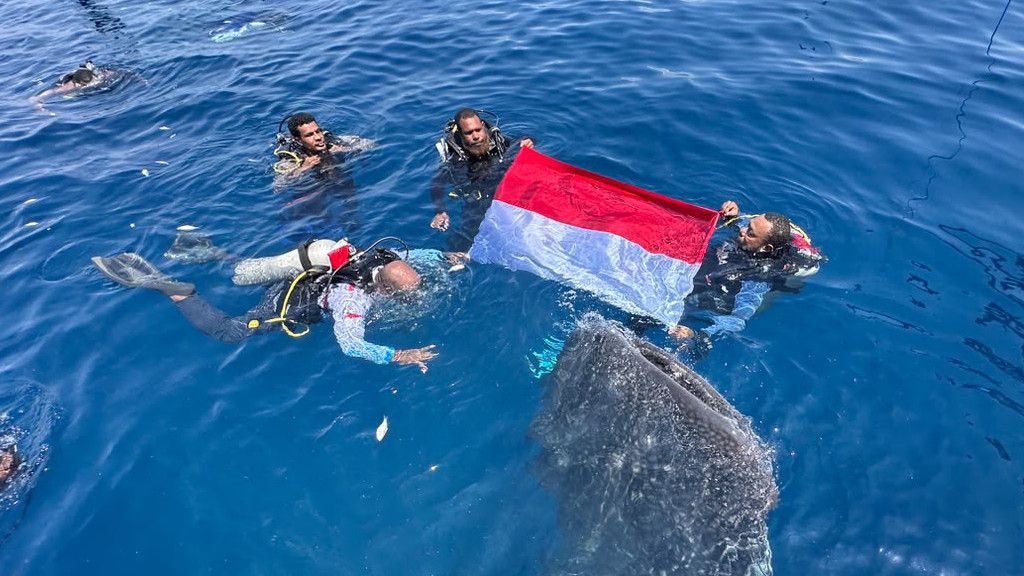 Semangat Kemerdekaan di Laut Papua, Merah Putih Berkibar Bersama Hiu Paus Nabire