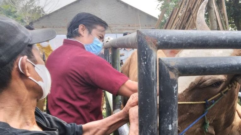 Banten Terima 1.100 Vaksin PMK dari Kementan, Diberikan ke Peternak dan Penjual Hewan Kurban