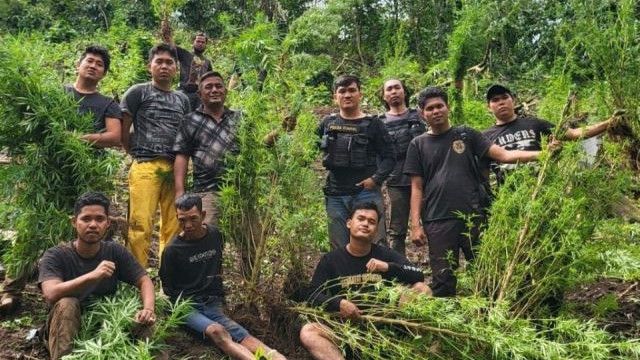 Polisi Buru Pemilik Ladang Ganja Seluas Dua Hektare di Sumatera Selatan
