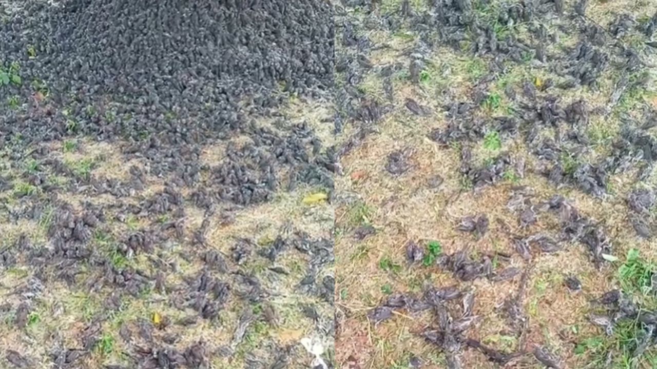 Viral! Ribuan Burung Pipit di Gianyar Tiba-Tiba Jatuh dan Berserakan di Tanah