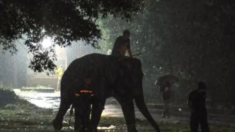 Pengadilan Bangladesh Larang Kekejaman terhadap Gajah untuk Pelatihan