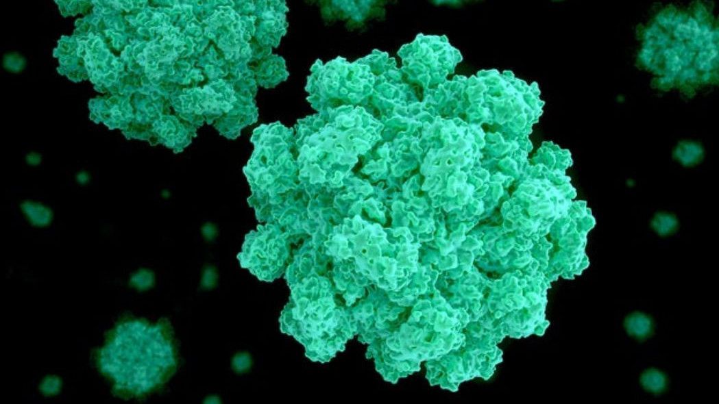 Norovirus Sedang Mewabah di China, Penularannya Seperti COVID-19