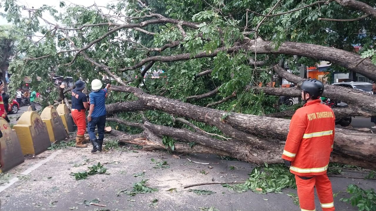 Akses Jalan Tangerang-Jakarta Macet Parah Gegara Pohon Besar Roboh