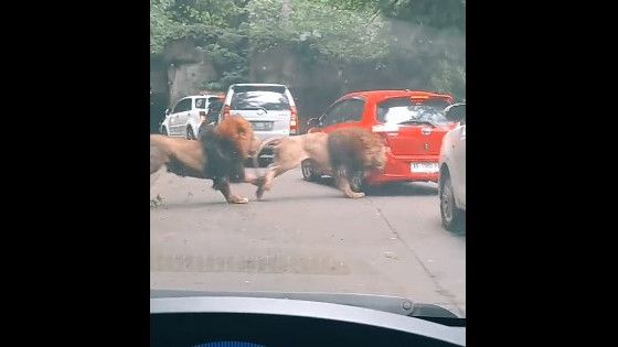 Buntut Singa Tabrak Mobil, Pengunjung Kini Diimbau Tak Berhenti di Area Satwa Buas Taman Safari