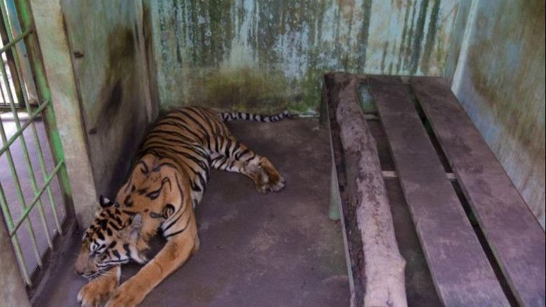 4 Ekor Harimau Mati, Walhi Minta Medan Zoo Ditutup
