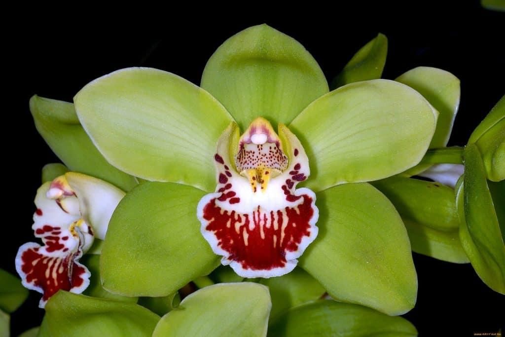 Shenzhen nongke orchid (Foto: Planted Shack)