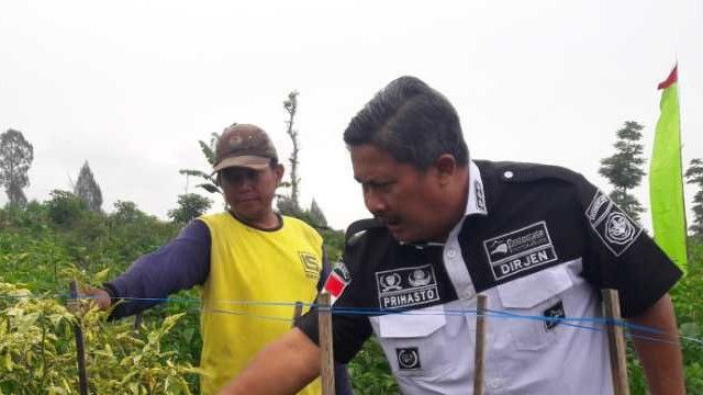 Sentra Cabai Turun Produksi Akibat Anomali Cuaca, Kementan Jamin Ketersediaan Cukup: Tak Ada Impor