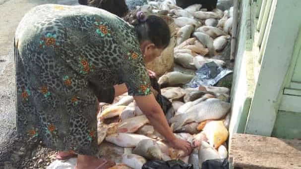 Bogor Diterjang Banjir Bandang, Ribuan Ikan Mas Milik Warga Mati, Langsung Dijual Murah