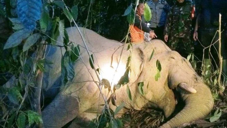 Mengenaskan, Gajah di Aceh Tewas Usai Minum Racun Rumput