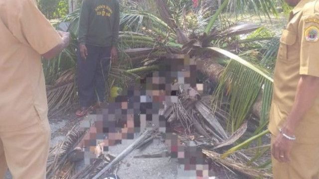 Remaja di Kupang Tewas Tertimpa Pohon Kelapa Saat Jalan Kaki Sepulang Sekolah