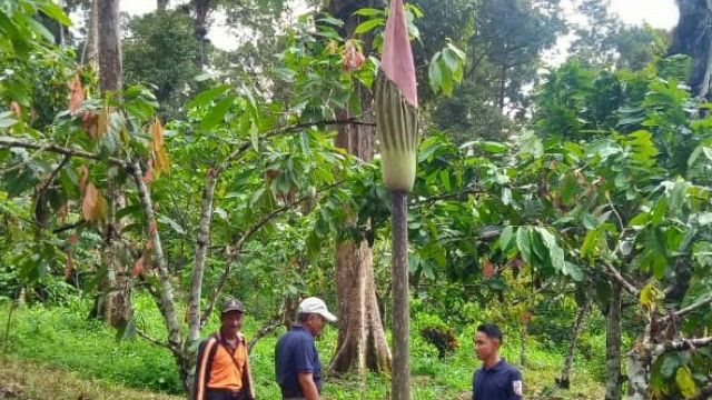 Bunga Bangkai Setinggi Empat Meter Tumbuh di Kebun Warga di Agam