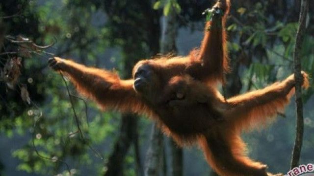 KSP: Pemerintah Pastikan Lindungi Orang Utan Dalam Pembangunan IKN, Ada Peta Jalan untuk Perbaikan Kualitas Satwa LIar