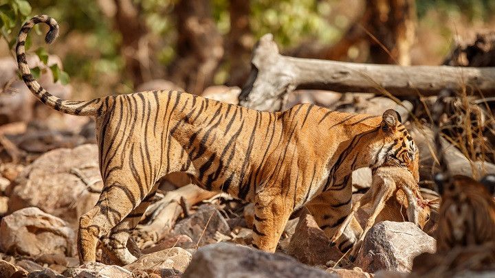 Wabah Flu Burung Ancam Satwa di Kebun Binatang Vietnam, 47 Harimau dan Tiga Singa Mati