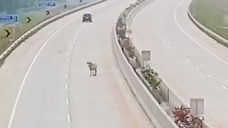 Viral Sapi Masuk Jalan Tol di Sumut, Petugas Tol dan Pemilik Ternak Kejar Sapi hingga Keluar Tol