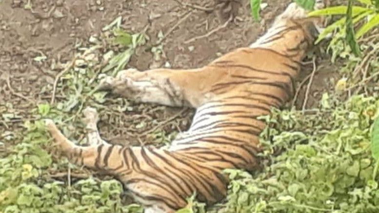 Harimau Sumatera Mati Terjerat di Perkebunan Warga di Aceh Selatan, Mengenaskan
