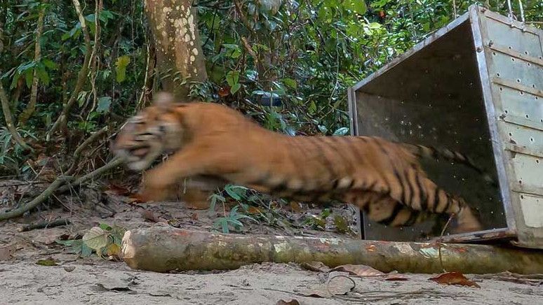 Kaki Luka Parah, Petani di Aceh Selatan Diserang Harimau