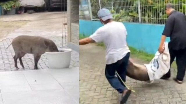 Viral Warga Pejaten Jaksel Buru Babi Hutan yang Dinilai Meresahkan, Pemprov Beri Penjelasan