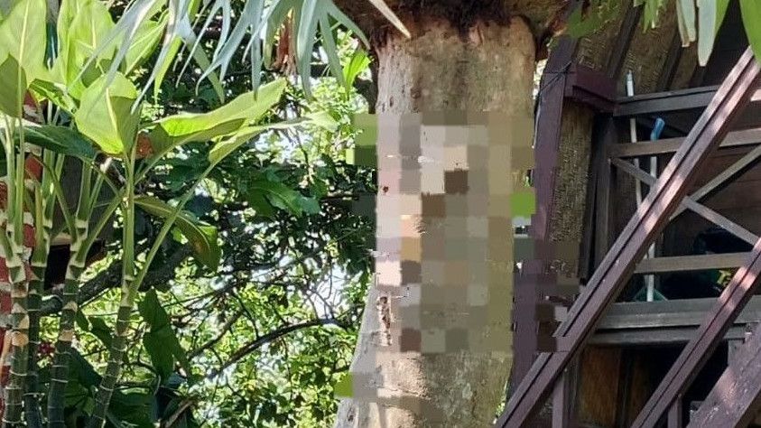 Polisi Malang Berhasil Ungkap Kasus Mayat Kucing Dipaku di Pohon, Ini Pelakunya