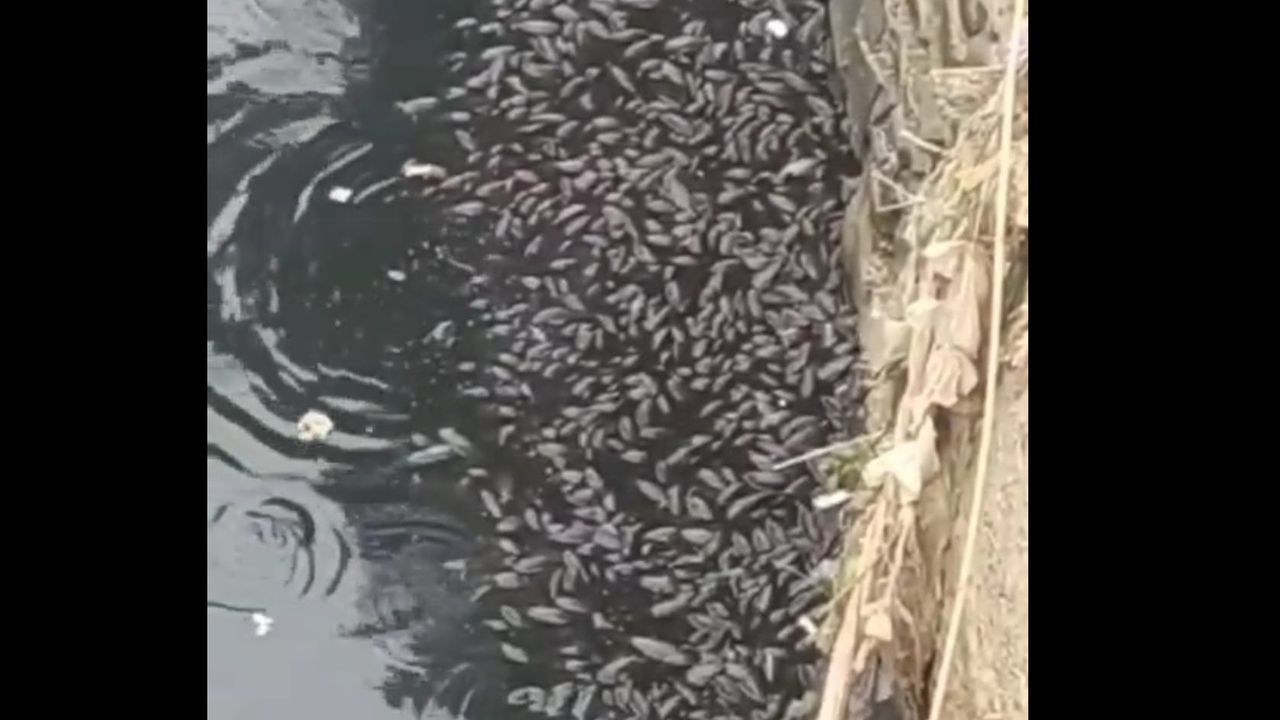Sungai Cileungsi Kembali Tercemar Sebabkan Ikan-Ikan Mati dan Bau Menyengat