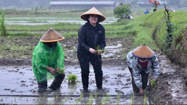 Aksi Puan Maharani Hujan-hujanan Tanam Padi, Susi Pudjiastuti: Biasanya Petani Menanam Padi Tidak Hujan-hujanan