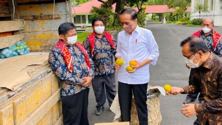 Kemarin Dapat Kiriman 3 Ton Jeruk di Istana Gara-gara Jalan Rusak, Kini Jokowi Kunjungi Kampung Jeruk di Karo Sumut