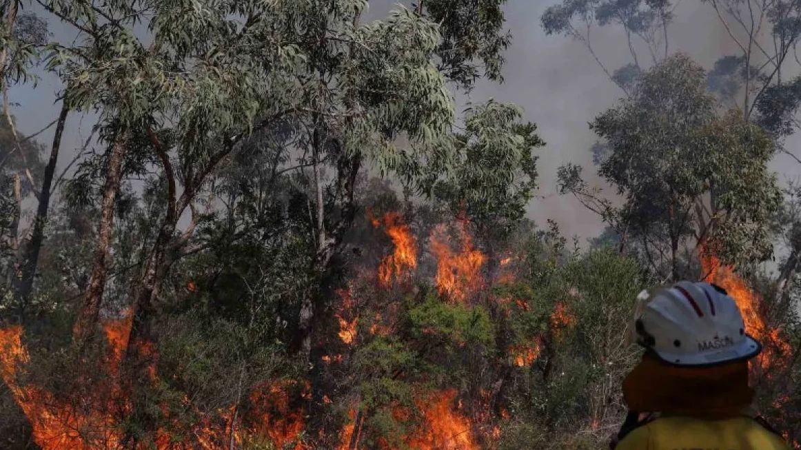Pemerintah Denda Perusahaan Kelapa Sawit Sebesar Rp920 Miliar Akibat Kebakaran Lahan di Kalbar