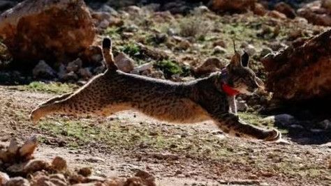 Spesies Lynx Iberia Muncul Kembali Usai Dinyatakan Punah, Terdeteksi di Spanyol dan Portugal