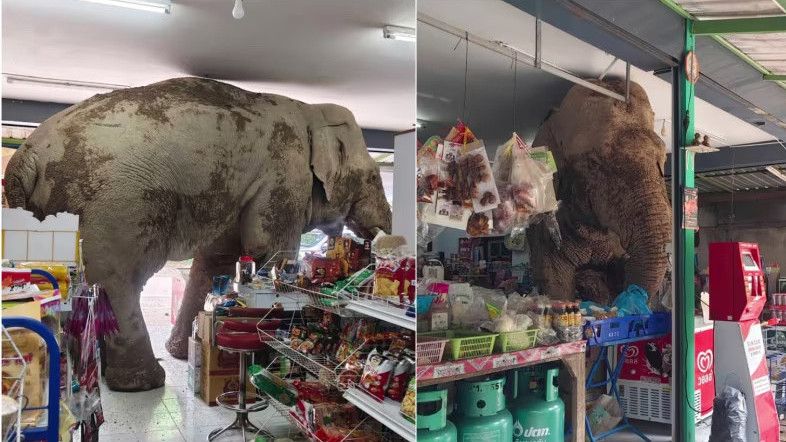 Momen Gajah Thailand Curi Makanan Gegara Lapar, Nyemil Kerupuk hingga Roti Lapis