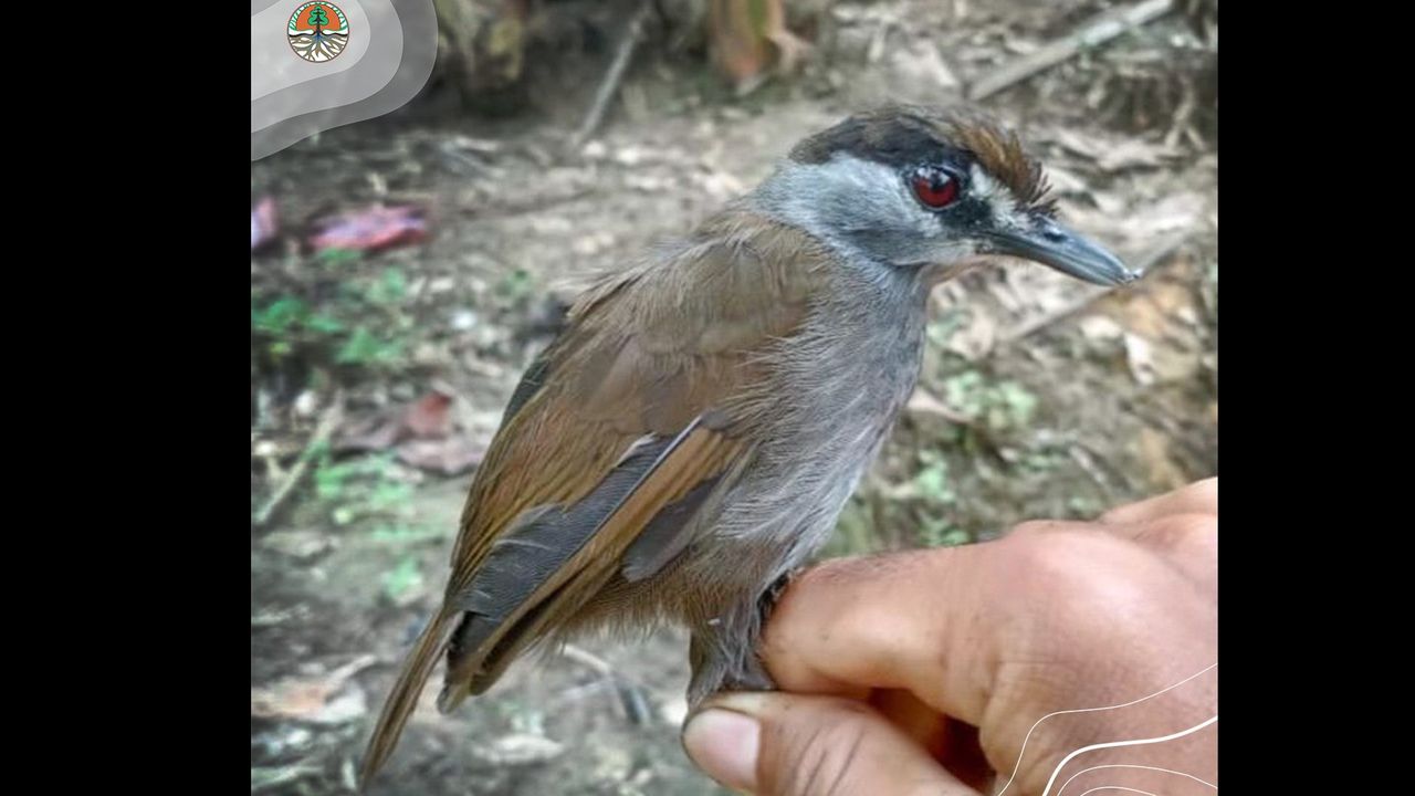 Penampakan Burung Pelanduk Kalimantan Langka dan Misterius: Muncul Lagi Setelah Hilang 172 Tahun