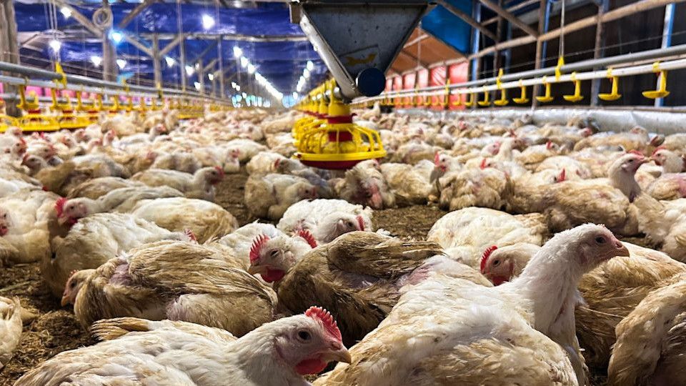 Harga Ayam Kompak Naik, Salah Satu sebabnya karena Proyek MBG