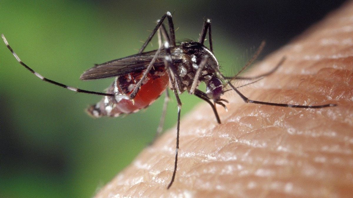 Penyebab Sering Digigit Nyamuk, Salah Satunya Karena Bau Badan!