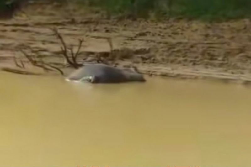 Viral Puluhan Bangkai Kerbau di Riau Mengapung di Sungai Kampar Kiri, Kenapa Ya?