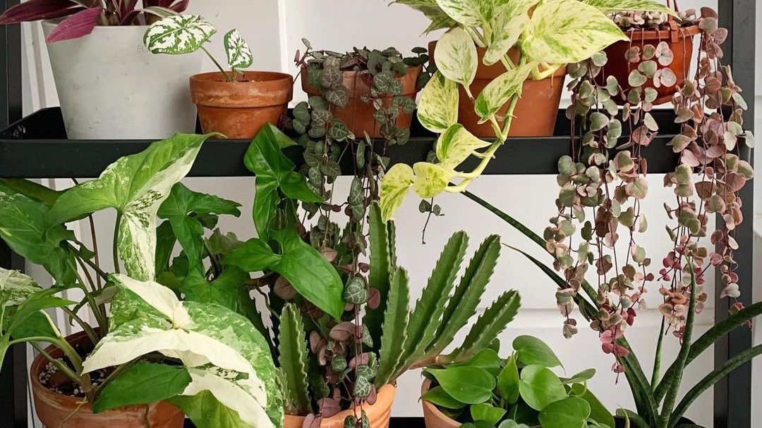 5 Tanaman Herbal Ini Selain Berkasiat juga Bisa Mempercantik Rumah