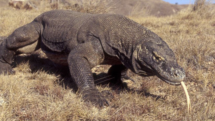 Komodo Masuk Kategori 'Terancam Punah' di Daftar Merah Terbaru IUCN